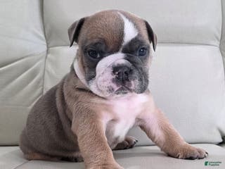 English Bulldog dogs Amber - Ad 12