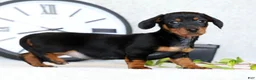 Miniature Dachshund dogs for sale: Fern - Ad 7