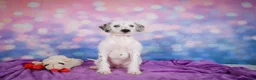 Mixed Breed dogs for sale: Rex - Ad 8