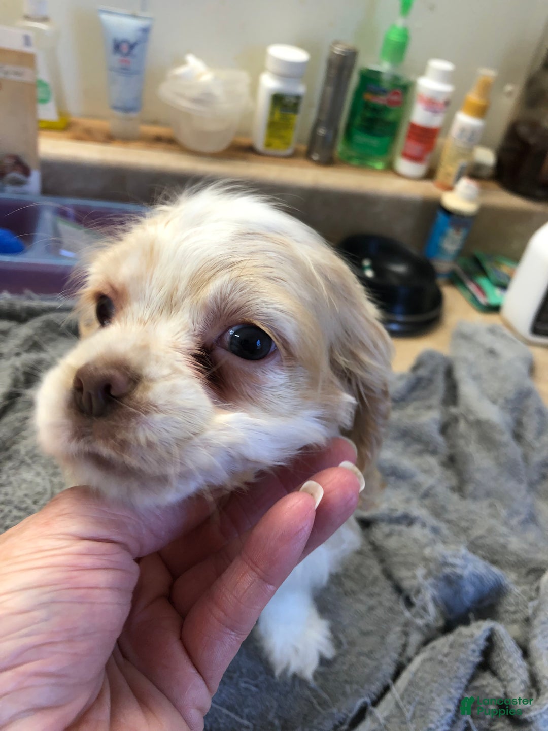 Cocker Spaniel dogs for sale: Vet checked perfect  - Ad 17
