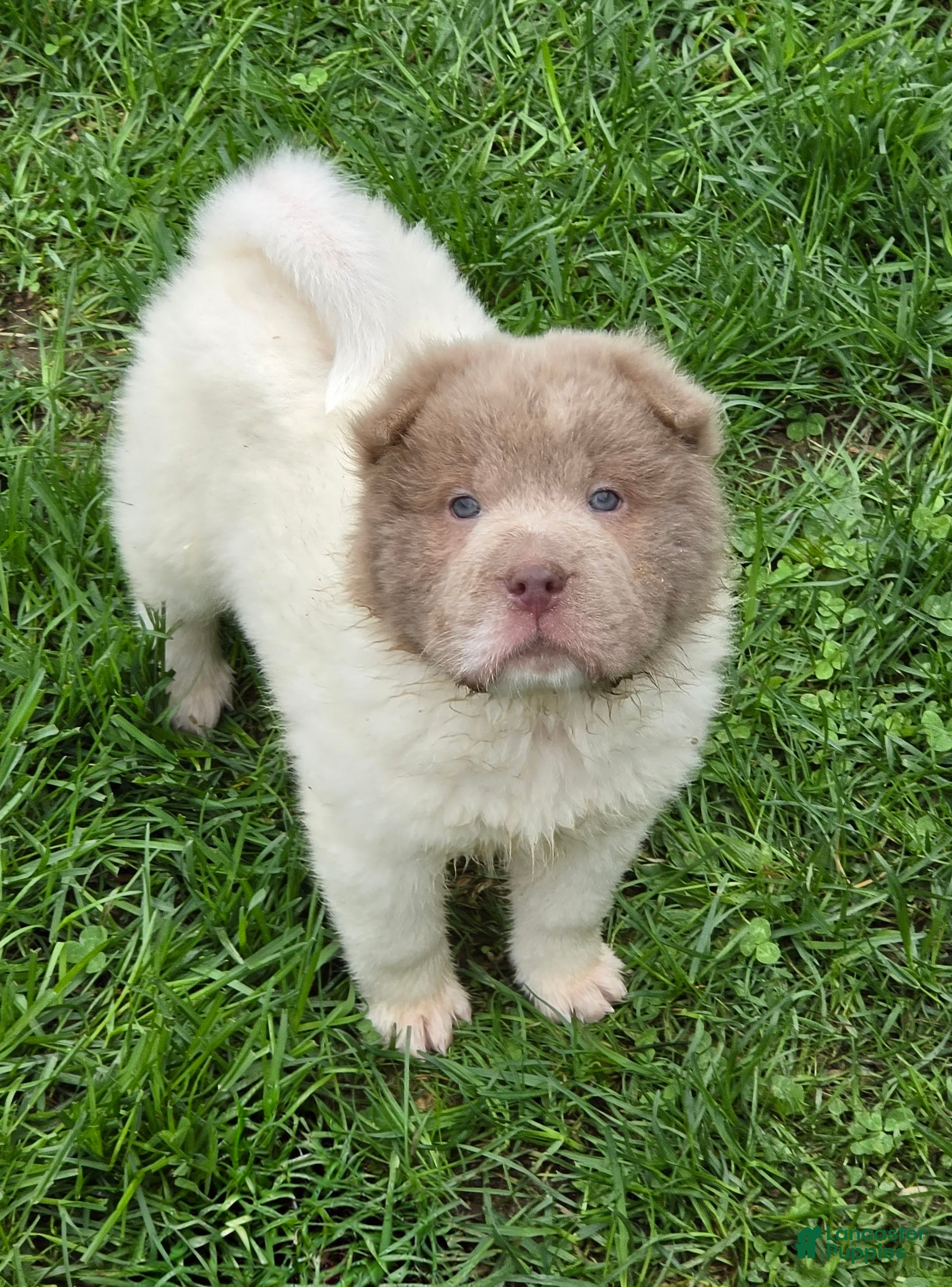 Shar Pei dogs Banksy mini lilac flower bear  - Ad 1