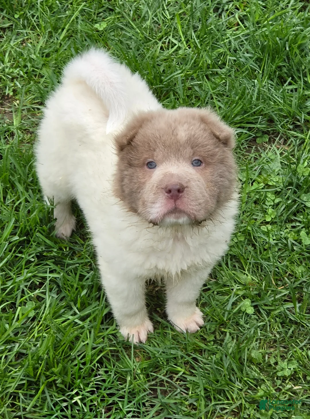 Shar Pei dogs for sale: Banksy mini lilac flower bear  - Ad 1