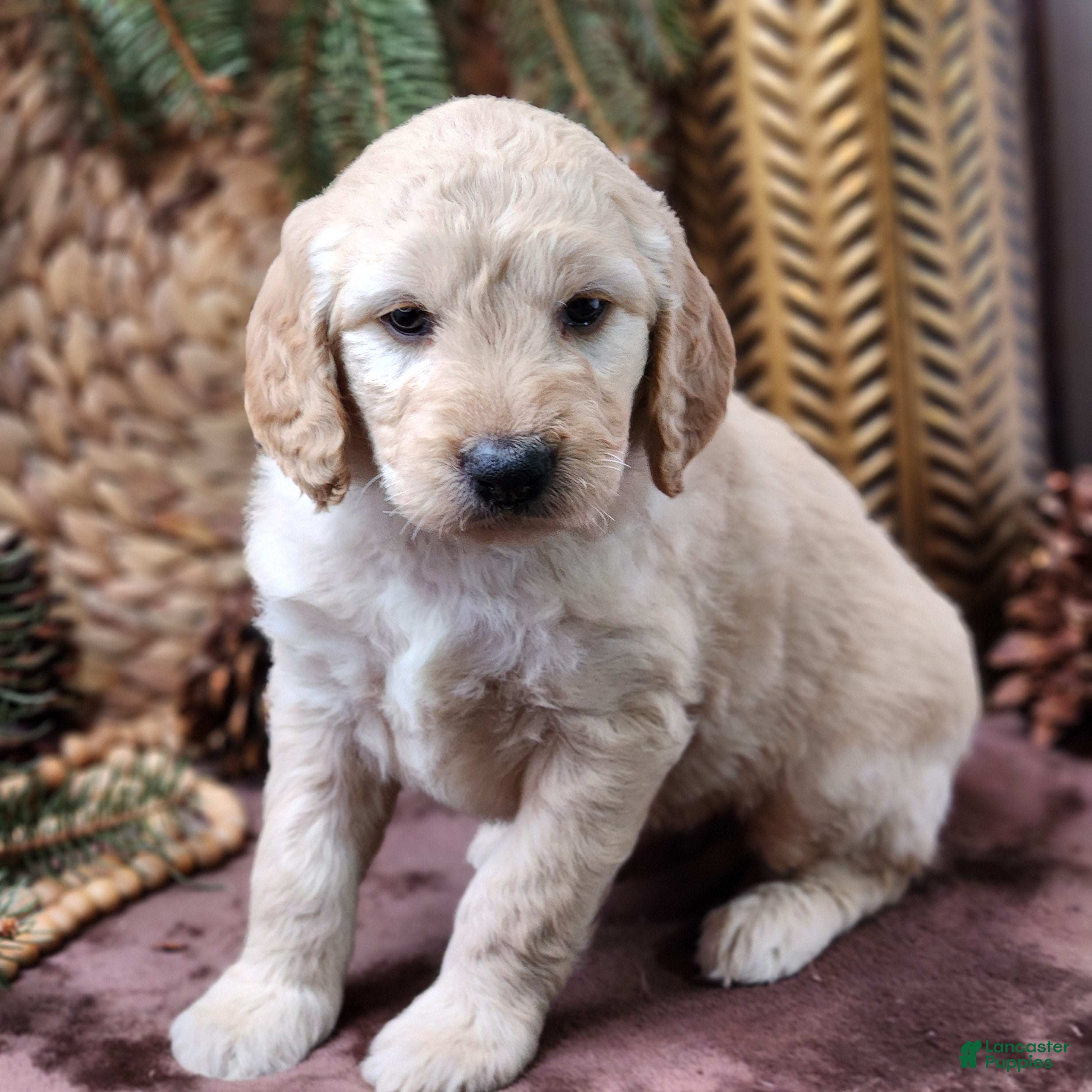 Goldendoodle dogs Gus - Ad 23