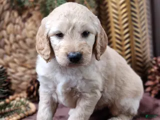 Goldendoodle dogs Gus - Ad 23