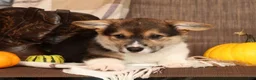 Welsh Corgi Pembroke dogs for sale: Trixie - Ad 5