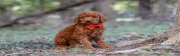 Goldendoodle dogs for sale: Dash - Ad 4