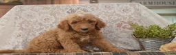 Goldendoodle dogs for sale: Sonny - Ad 3