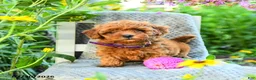 Maltipoo dogs for sale: Lilac - Ad 2