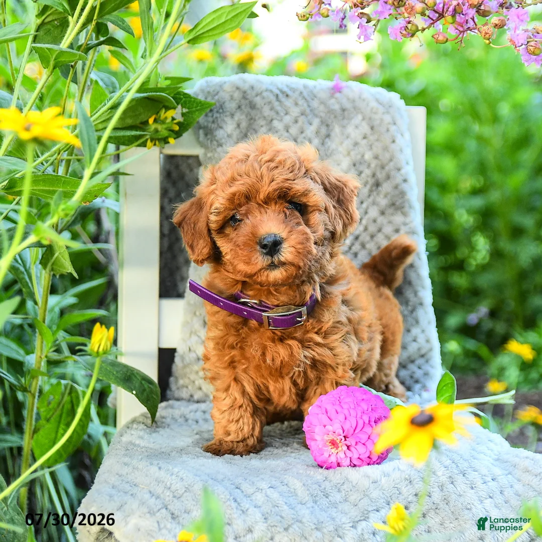Maltipoo dogs for sale: Lilac - Ad 2