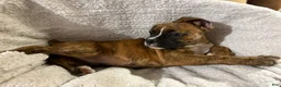 Boxer dogs for sale: Boxer 3 - Ad 1