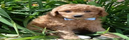 Mini Goldendoodle dogs for sale: Mini Ginger - Ad 16