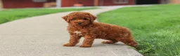 Miniature Poodle dogs for sale: Finn - Ad 7