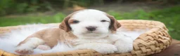 Cavapoo dogs for sale: Larry Cavapoo  - Ad 23