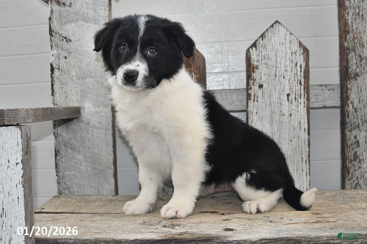 Border Collie dogs Sarge - Ad 4