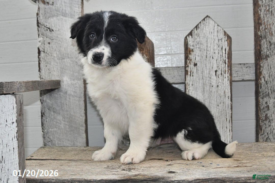 Border Collie dogs for sale: Sarge - Ad 1