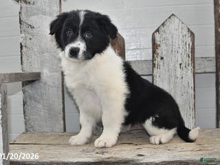 Border Collie dogs Sarge - Ad 13
