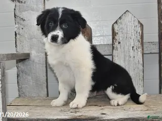 Border Collie dogs Sarge - Ad 14