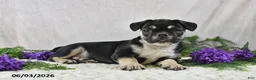 French Bulldog dogs for sale: Ike - Ad 4