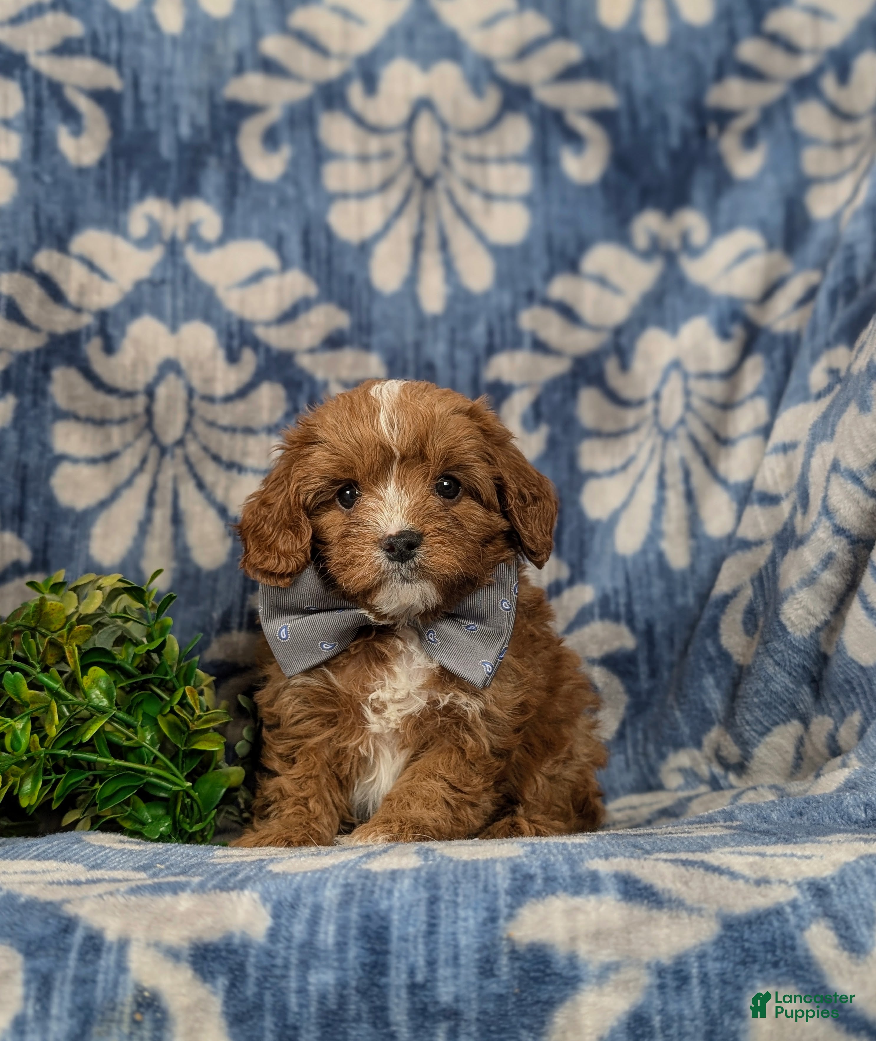 Cavapoo dogs Emerson - Ad 1