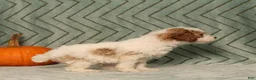 Miniature Poodle dogs for sale: Gecko - Ad 5