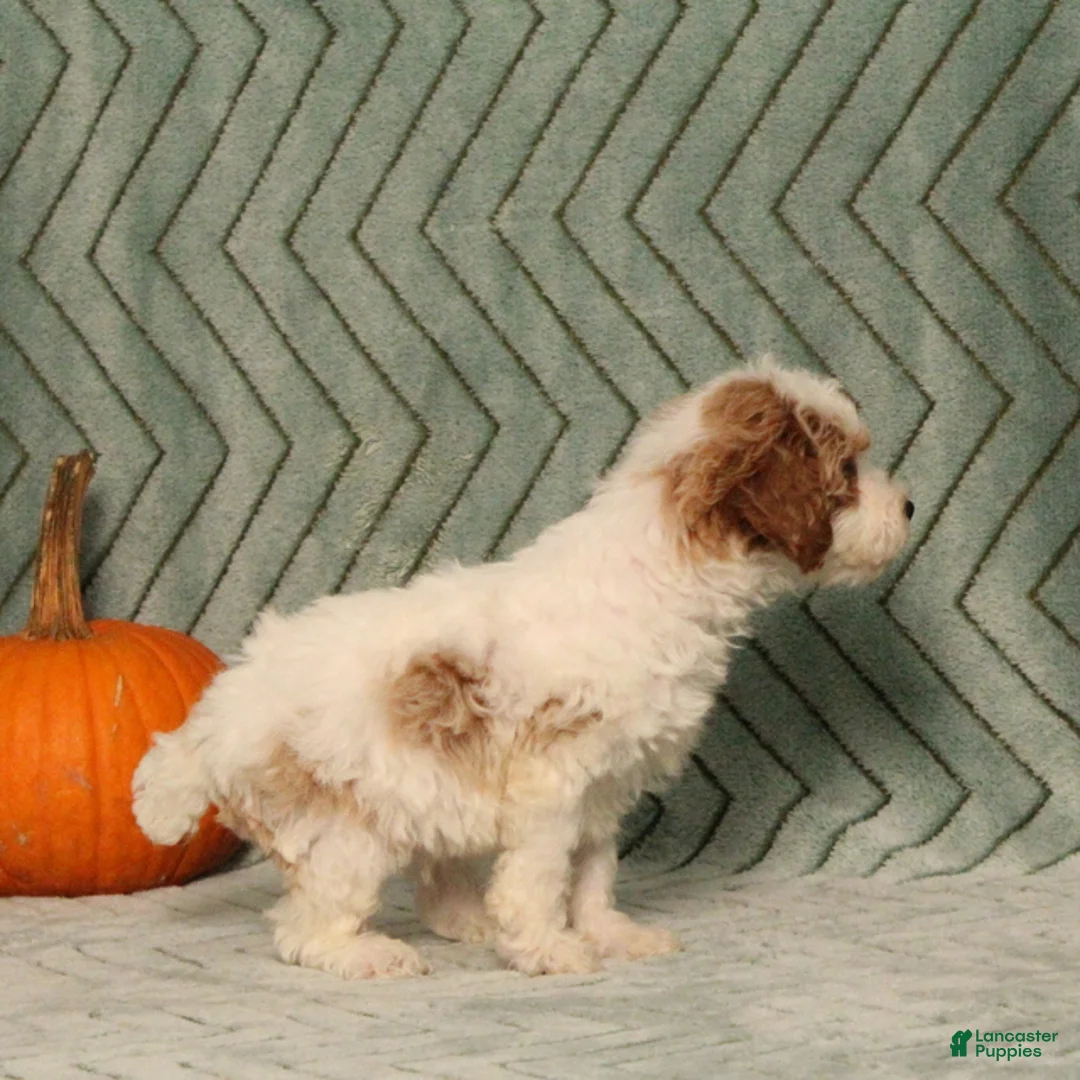 Miniature Poodle dogs for sale: Gecko - Ad 5