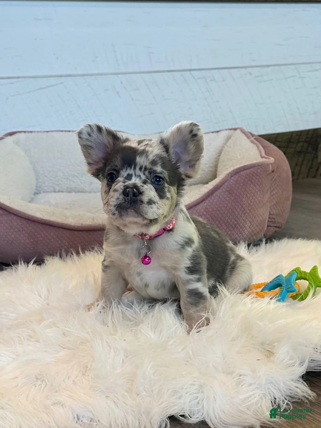 Gallery Image {{count}}