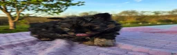 Pomapoo dogs for sale: Mocha - Ad 3