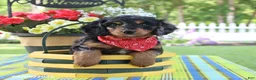 Doxiepoo dogs for sale: Isa  - Ad 3