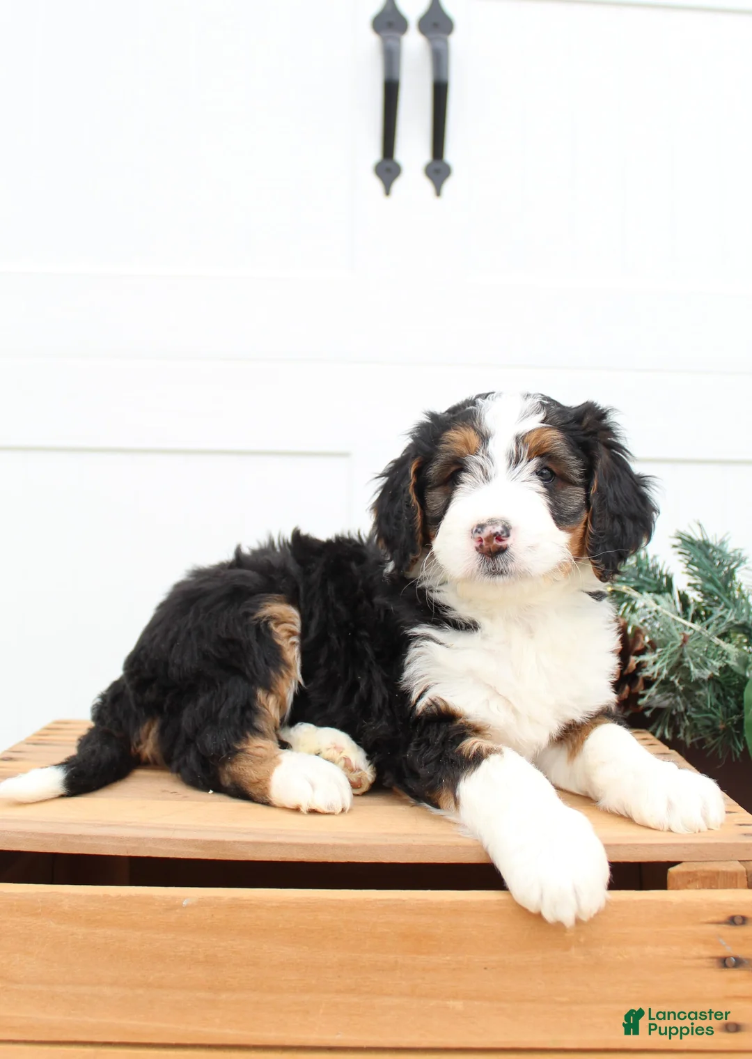 Gallery Image {{count}}