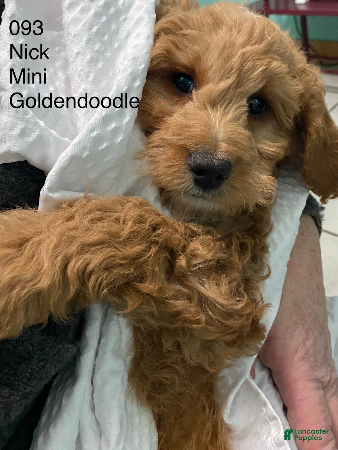 Mini Goldendoodle dogs for sale: Mini Goldendoodle Puppy Nick  - Ad 7
