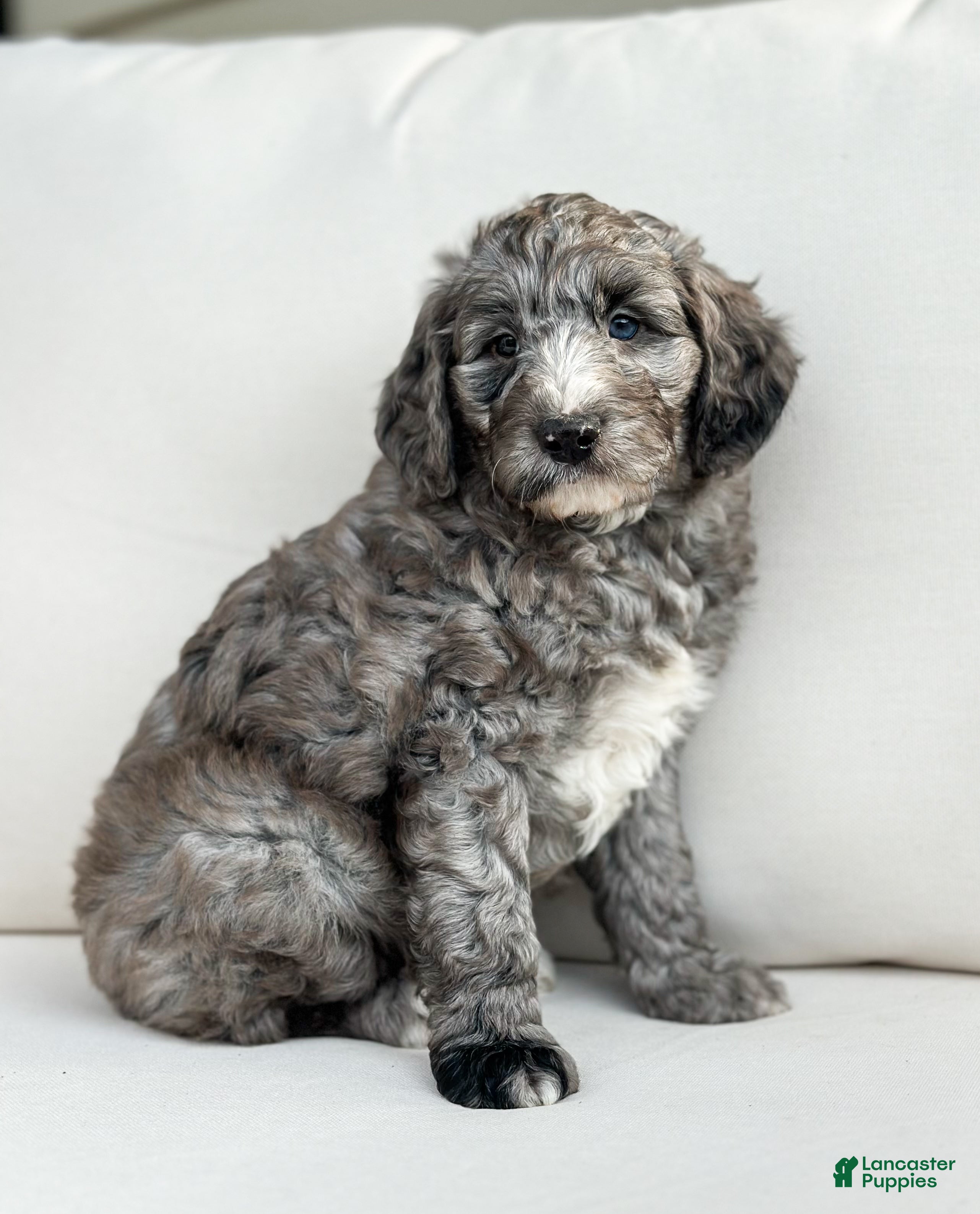 Mini Goldendoodle dogs Arrow - Ad 2