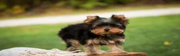 Yorkshire Terrier dogs for sale: Damon Yorkshire Terrier  - Ad 7