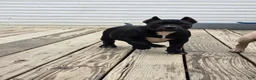 American Bully dogs for sale: Suki - Ad 6