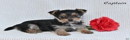 Morkie dogs for sale: Candy - Ad 9