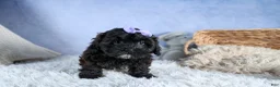 Shorkie dogs for sale: JESSIE - Ad 13