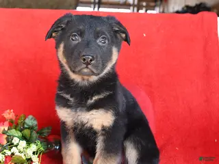 German Shepherd dogs Jane - Ad 41