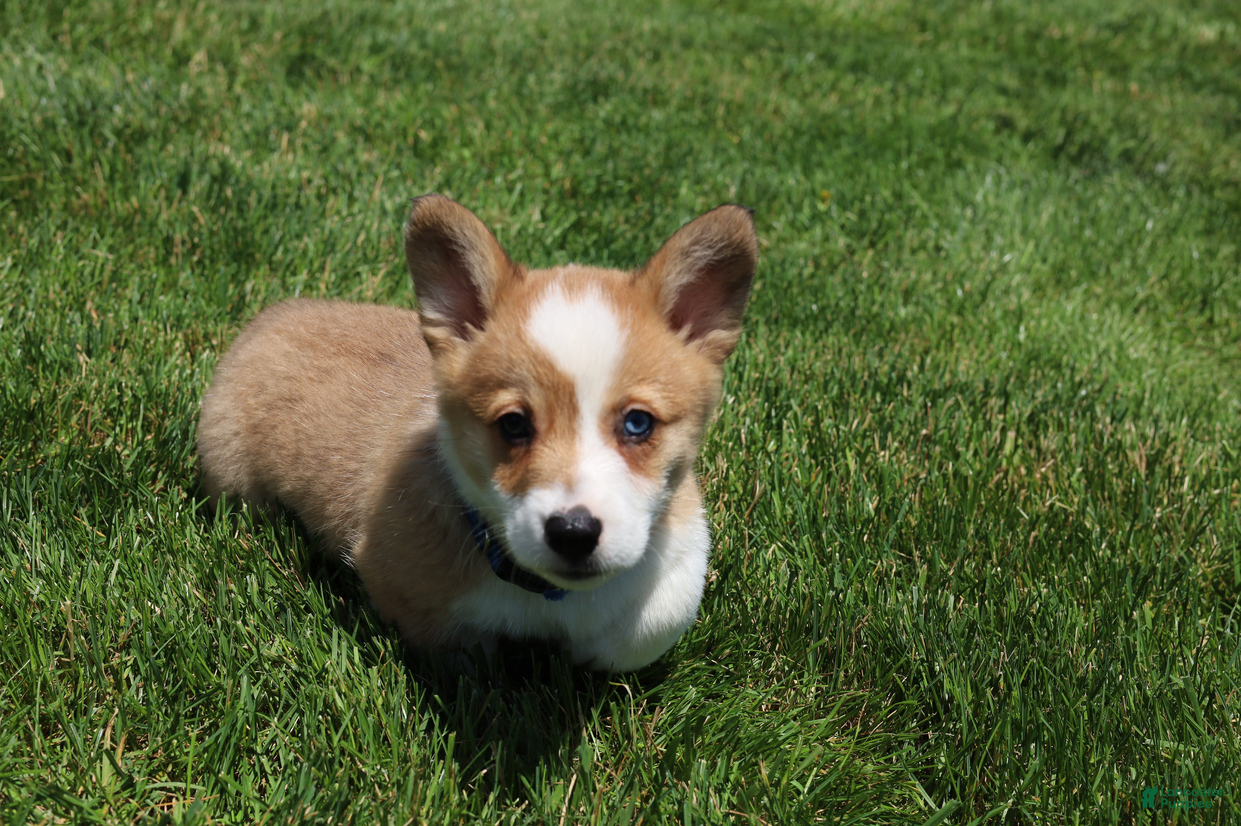 Welsh Corgi Pembroke dogs Ace - Ad 1