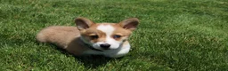 Welsh Corgi Pembroke dogs for sale: Ace - Ad 1