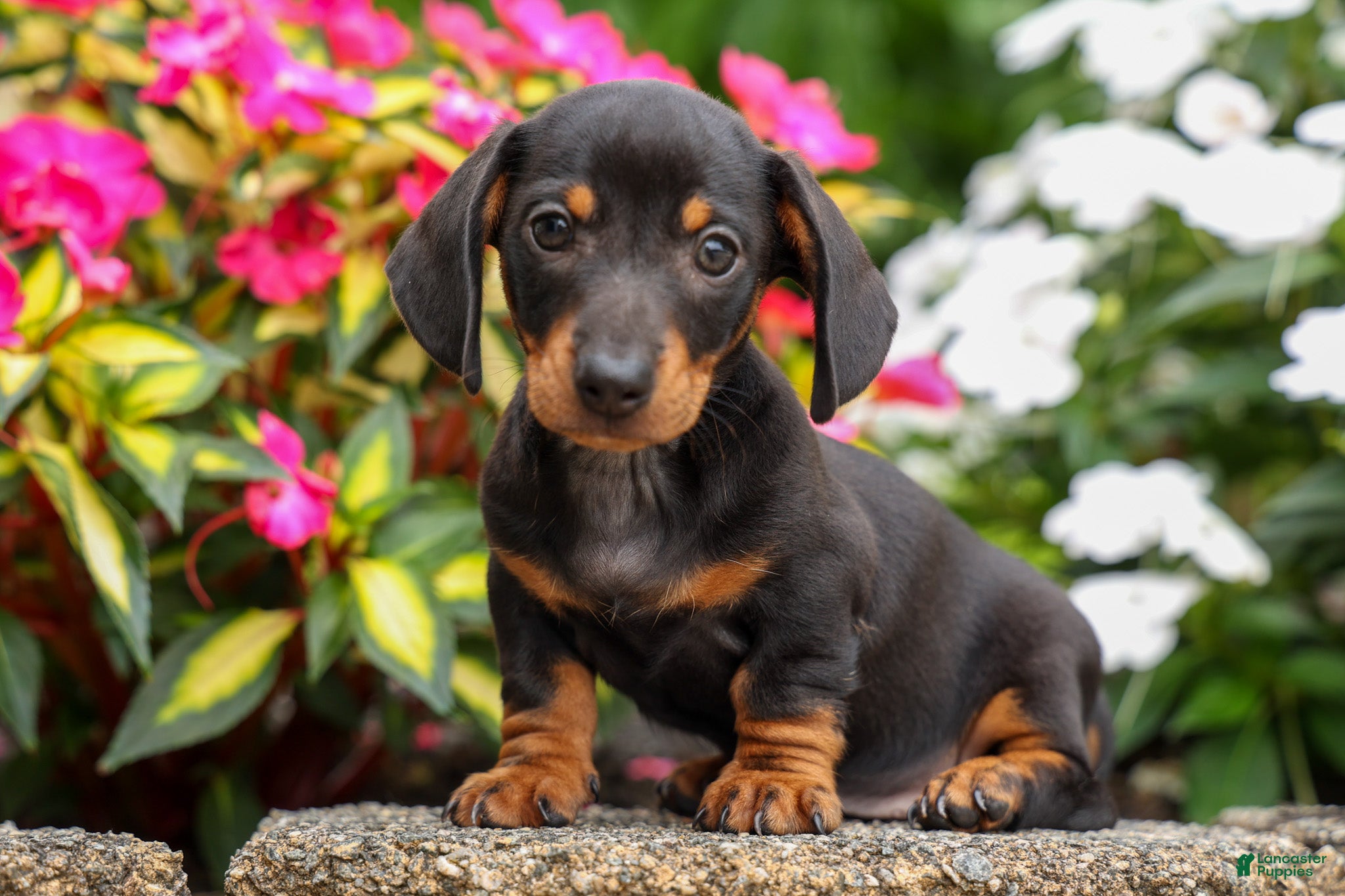 Miniature Dachshund dogs Houston🐾 - Ad 1