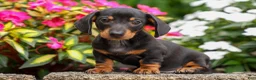 Miniature Dachshund dogs for sale: Houston🐾 - Ad 1