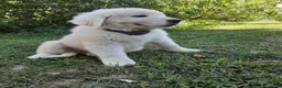 Great Pyrenees dogs for sale: Dixon - Ad 1