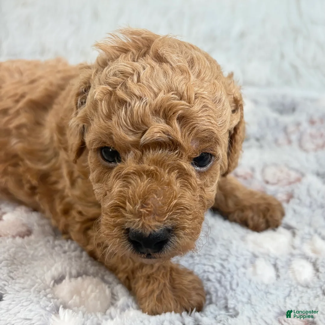 Toy Poodle dogs for sale: Bear - Ad 2