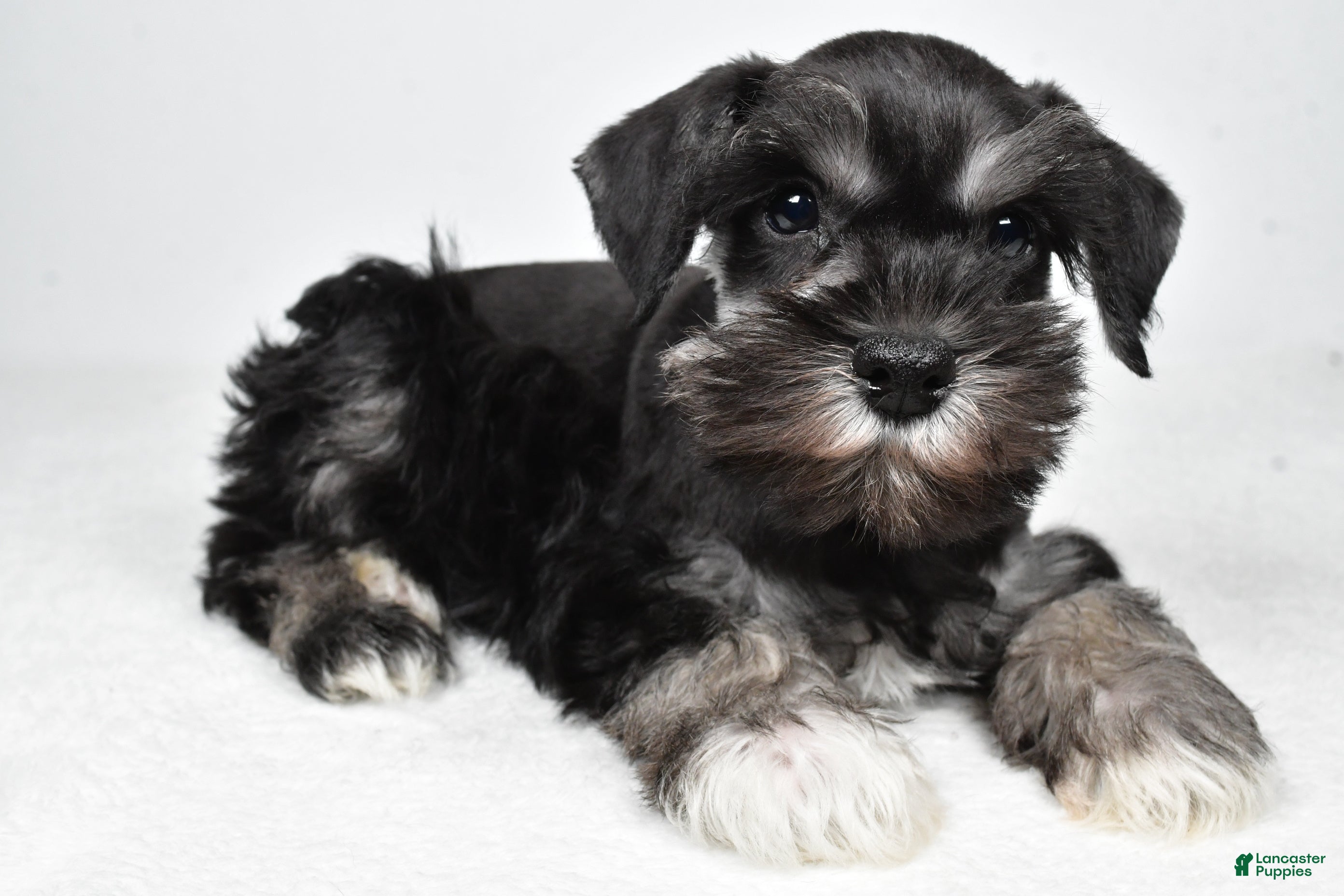 Miniature Schnauzer dogs for sale: Jeri - Ad 1