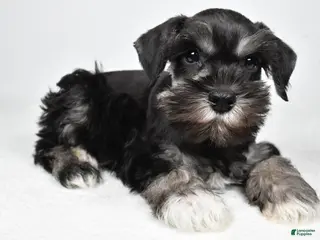 Miniature Schnauzer dogs for sale: Jeri - Ad 1