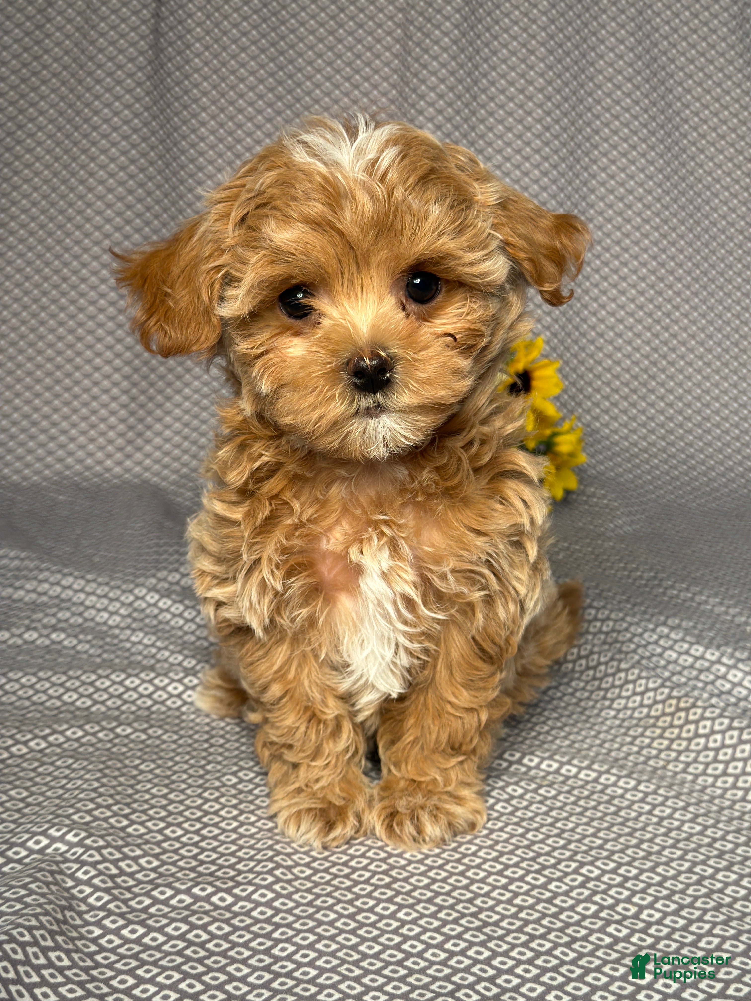 Maltipoo dogs Annie - Ad 1