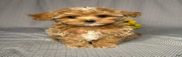 Maltipoo dogs for sale: Annie - Ad 1
