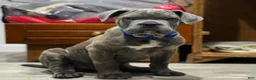 Cane Corso dogs for sale: Dante the Male - Ad 1