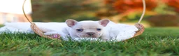 French Bulldog dogs for sale: Chester - Ad 6