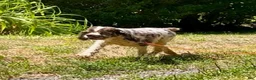 Cocker Spaniel dogs for sale: Cocker Spaniel Puppy 1 - Ad 6