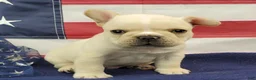 French Bulldog dogs for sale: Keoki - Ad 1